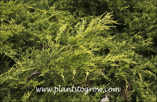 The branch tips have the yellow (aurea) color. (September 1)